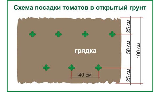 Томат джекпот схема посадки